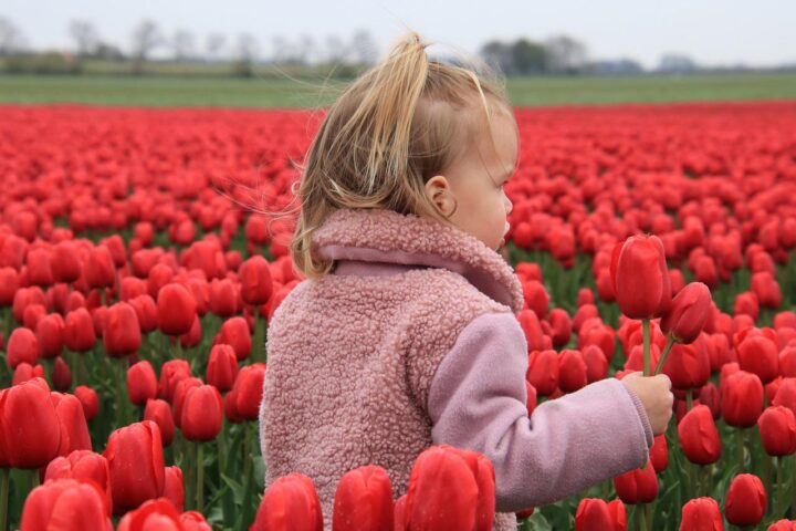 flowers, tulips, child-6972916.jpg